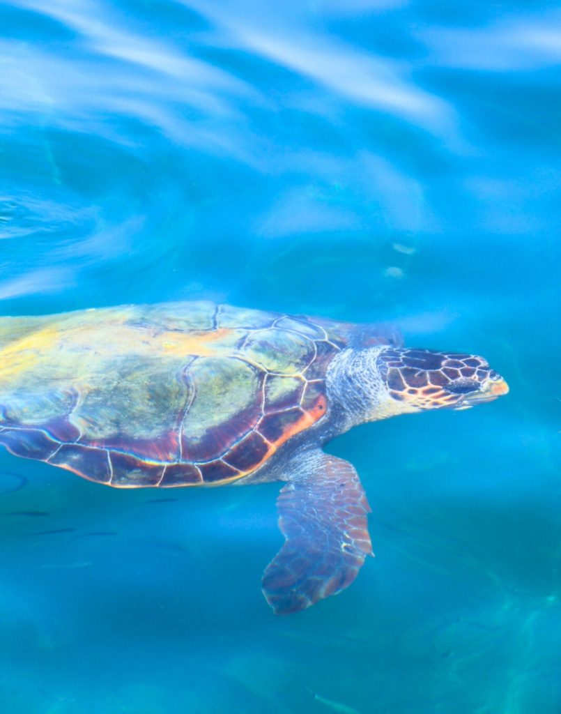 Marmaris Dalyan Tekne turu Caretta Caretta